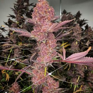 Tropicana Cherry S1