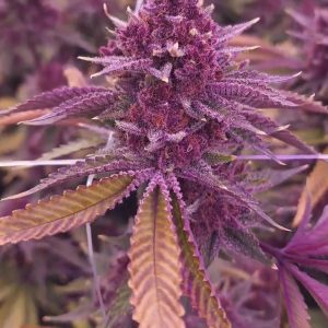 Trop Cherry BX1
