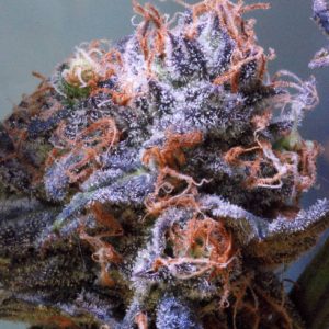 Querkle F2