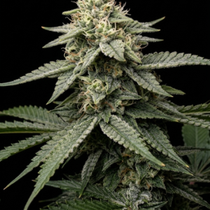 Subcool OG