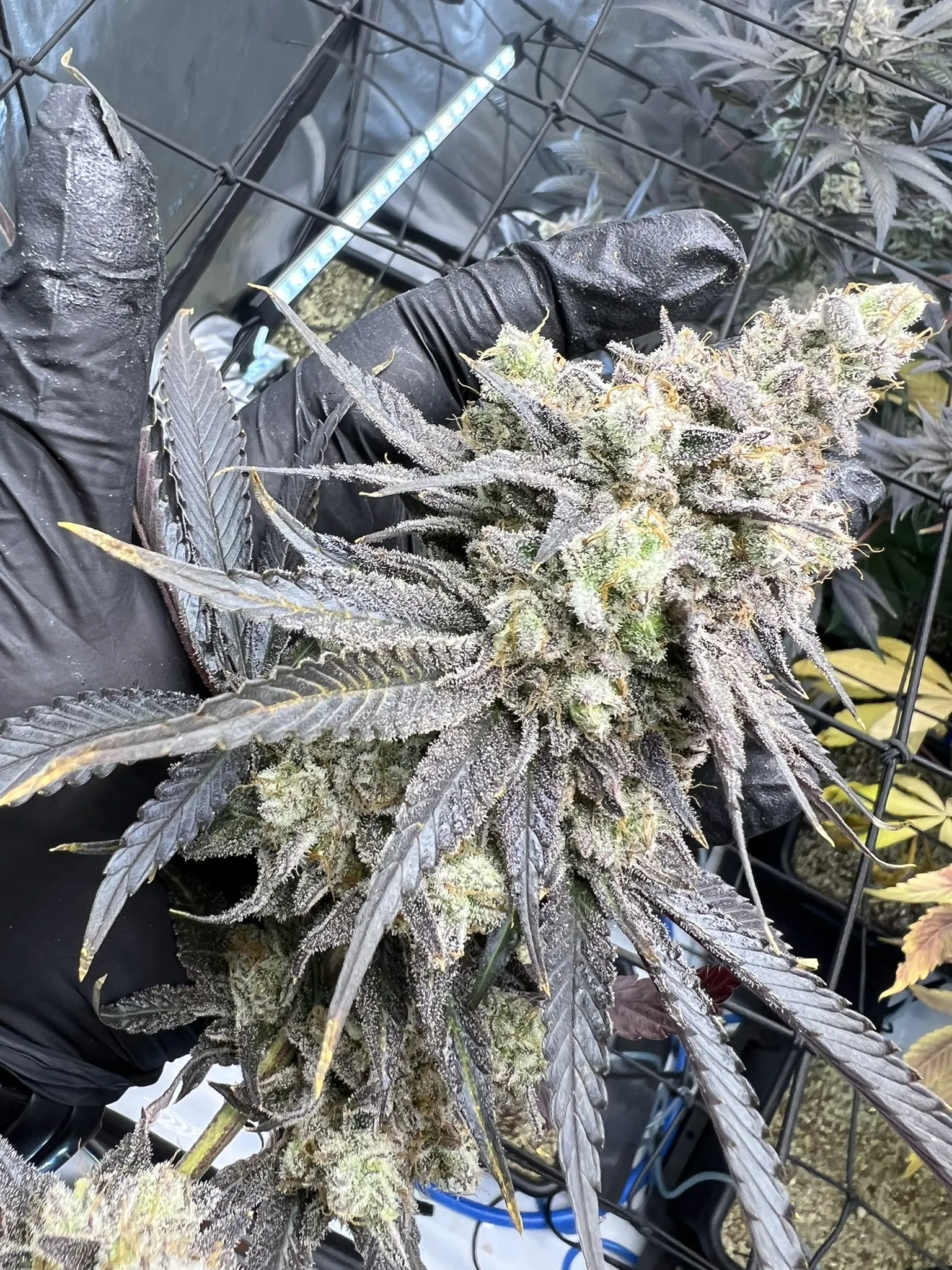 Juice Pack - Image 2