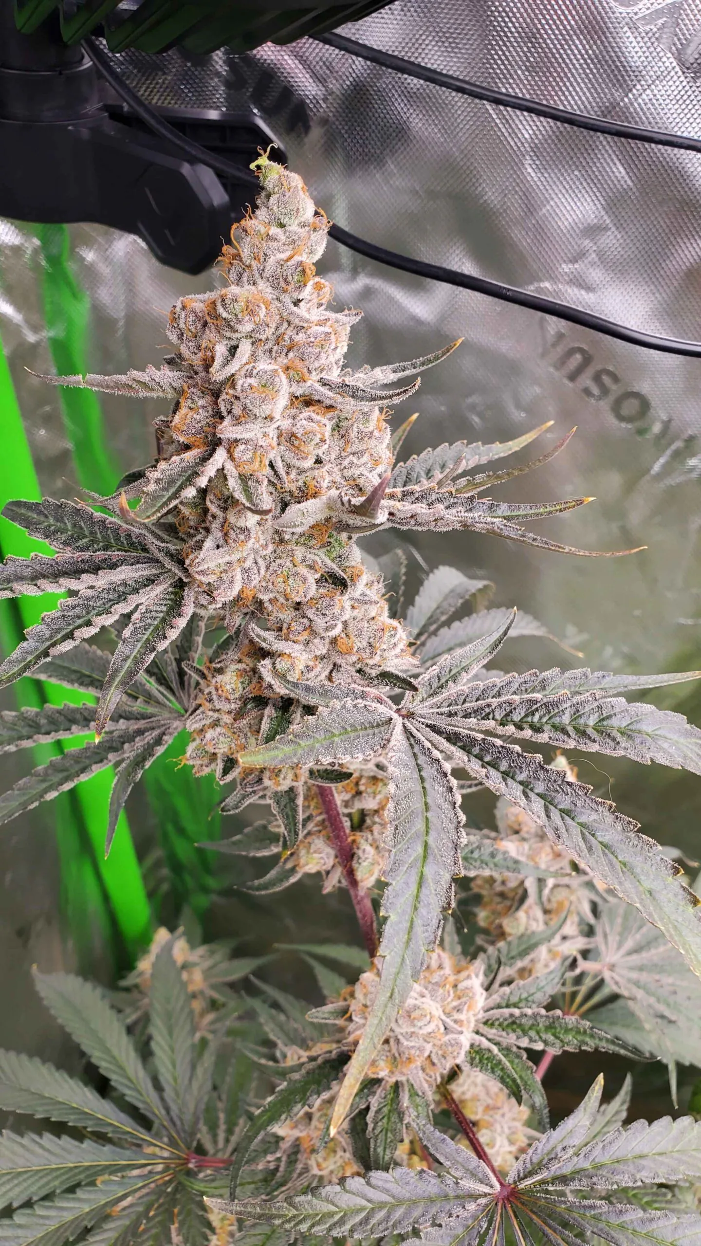 Strawzilla - Image 3