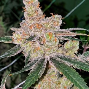 Amaretto Banana