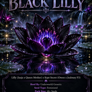 Black Lilly